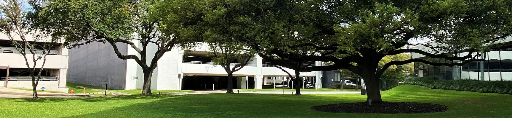 commercial tree trimming Houston